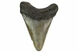 Juvenile Megalodon Tooth - Georgia #158805-1